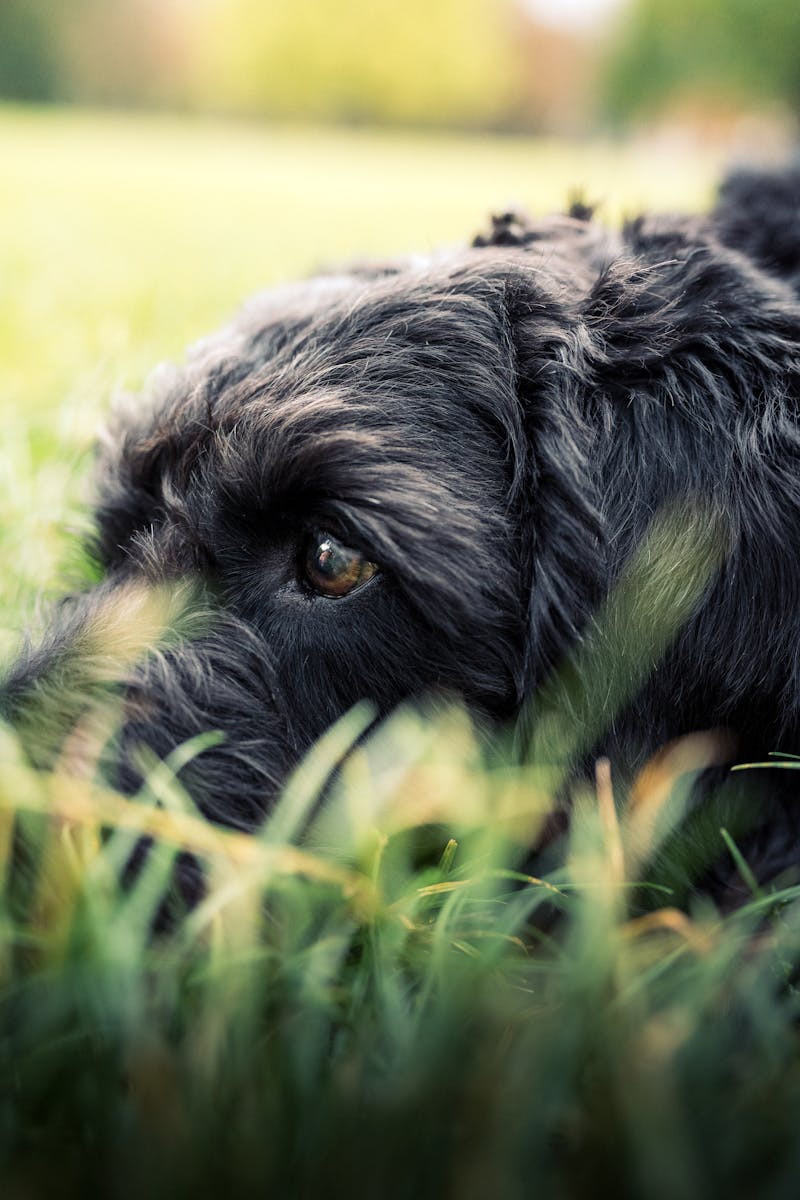Focused portrait of a black dog lying in the grass, capturing its deep gaze.