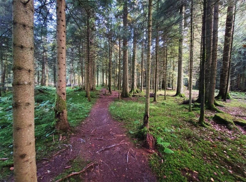 wanderunge camping langenwald tannenriesenweg beitragsbild