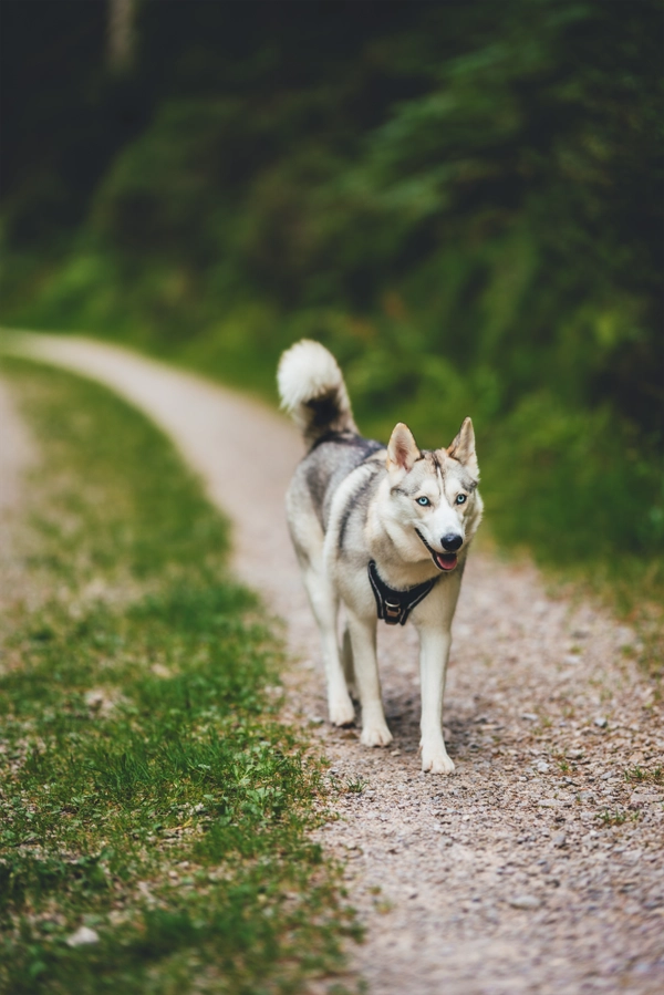 Hund im Urlaub auf einer Wanderunge beim campingplatz Langenwald