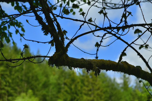 Natur-Camping Langenwald im Schwarzwald 39 media thumbnail 8