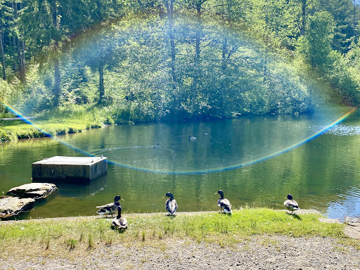 Natur-Camping Langenwald im Schwarzwald_GB 32 media thumbnail 0