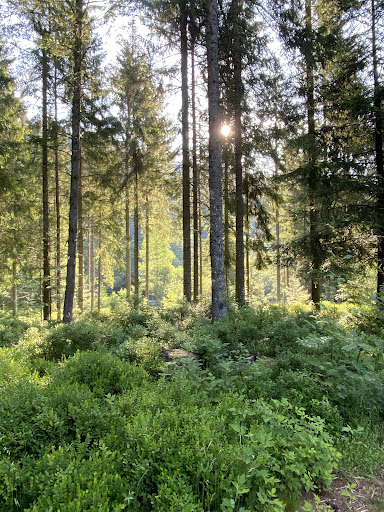 Natur-Camping Langenwald im Schwarzwald_GB 33 media thumbnail 1