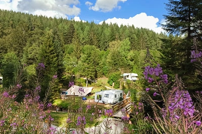 Natur-Camping Langenwald im Schwarzwald 2 zuschnitt stellplatz blumen